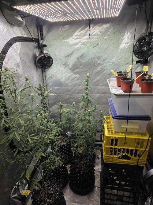 Strawberry Cadillac-Strng Seeds. Week 1