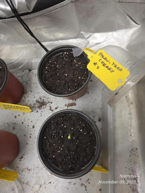 Straw-Trop Cherry Strng Seeds. Week 1