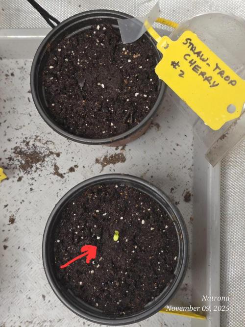 Straw-Trop Cherry Strng Seeds. Week 1
