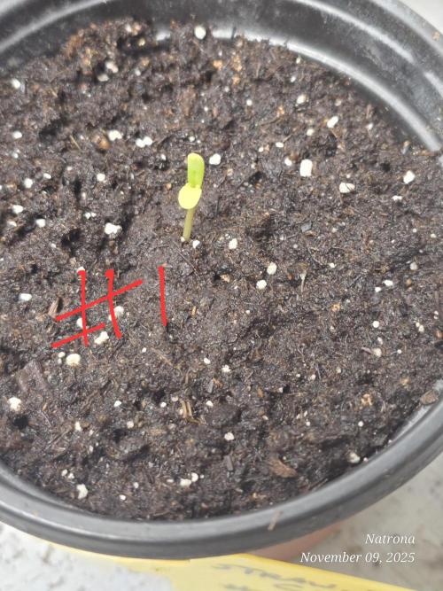 Straw-Trop Cherry Strng Seeds. Week 1