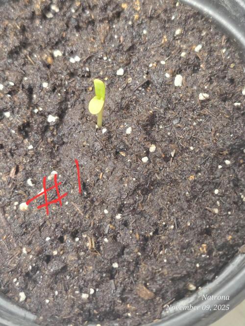 Straw-Trop Cherry Strng Seeds. Week 1