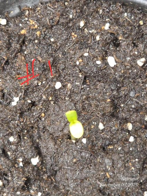 Straw-Trop Cherry Strng Seeds. Week 1