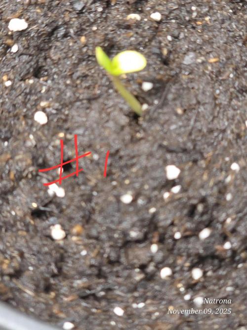 Straw-Trop Cherry Strng Seeds. Week 1