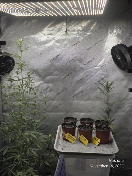 Straw-Trop Cherry Strng Seeds. Week 1