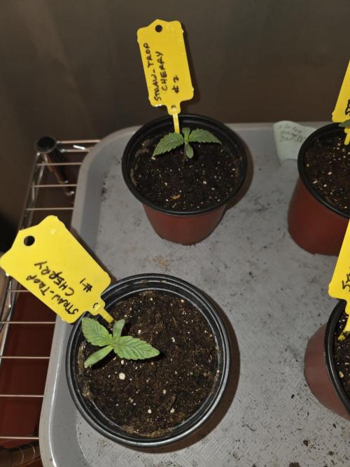 Straw-Trop Cherry Strng Seeds. Week 1