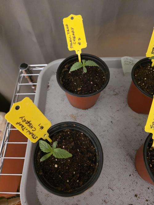 Straw-Trop Cherry Strng Seeds. Week 1