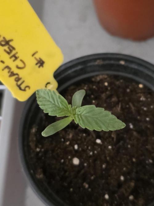 Straw-Trop Cherry Strng Seeds. Week 1