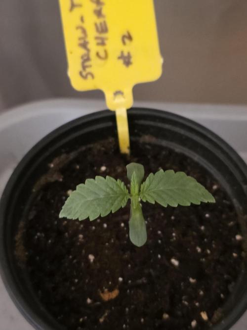 Straw-Trop Cherry Strng Seeds. Week 1