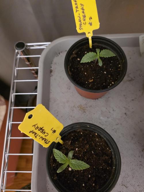 Straw-Trop Cherry Strng Seeds. Week 1