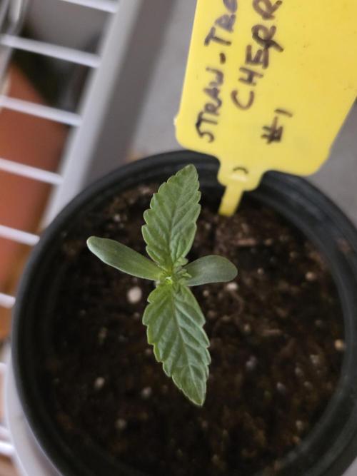 Straw-Trop Cherry Strng Seeds. Week 1