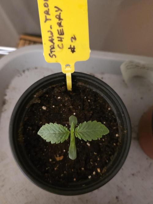 Straw-Trop Cherry Strng Seeds. Week 1