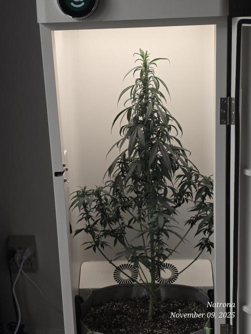 Hey Abby - SeedSupreme. Week 8