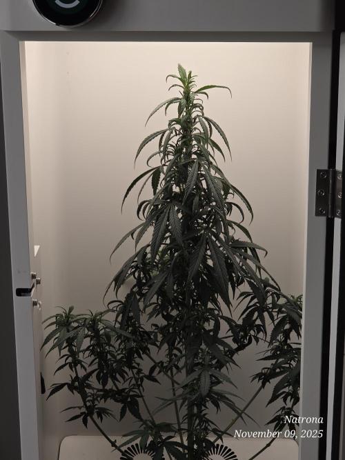 Hey Abby - SeedSupreme. Week 8