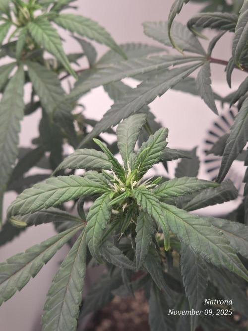 Hey Abby - SeedSupreme. Week 8