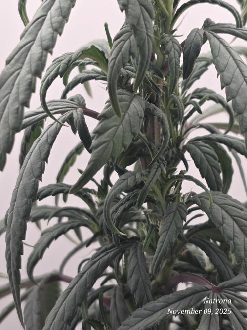 Hey Abby - SeedSupreme. Week 8