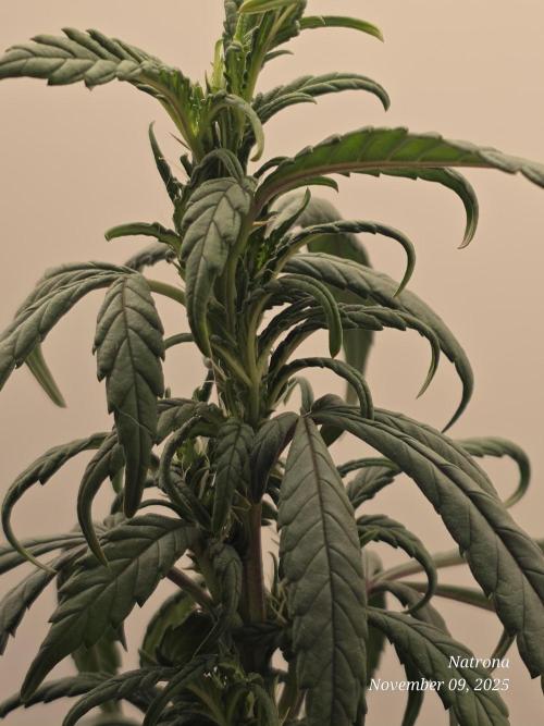 Hey Abby - SeedSupreme. Week 8