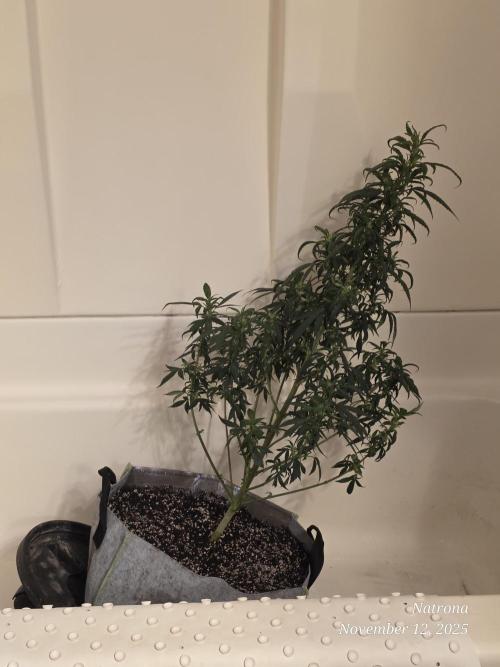 Hey Abby - SeedSupreme. Week 8