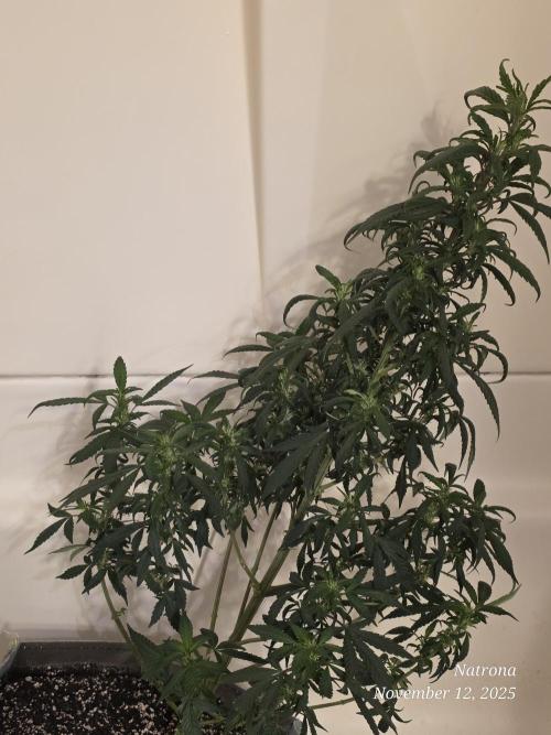 Hey Abby - SeedSupreme. Week 8