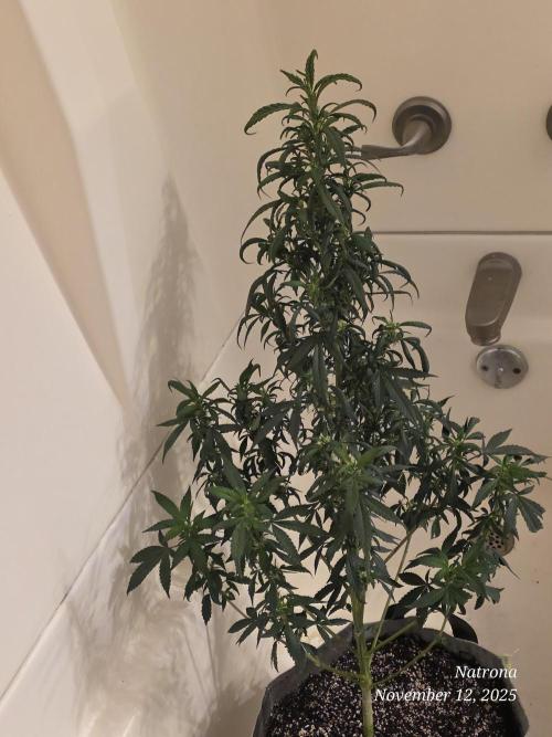 Hey Abby - SeedSupreme. Week 8