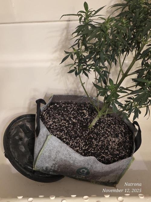 Hey Abby - SeedSupreme. Week 8