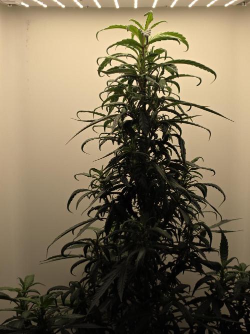 Hey Abby - SeedSupreme. Week 8