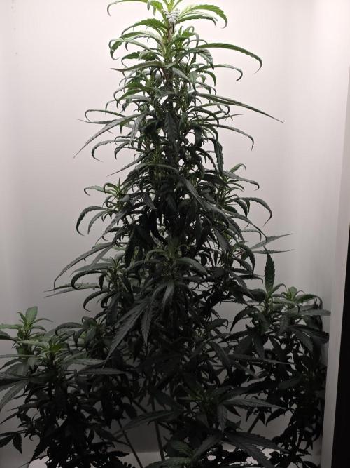 Hey Abby - SeedSupreme. Week 8