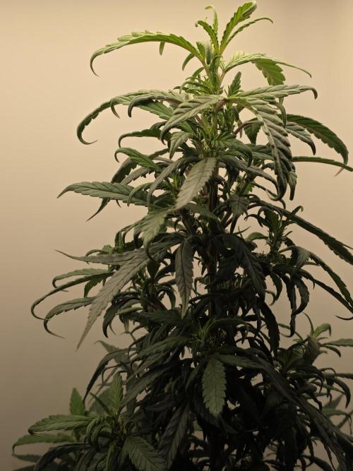 Hey Abby - SeedSupreme. Week 8