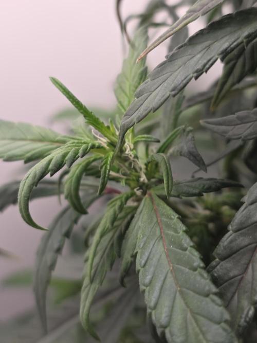 Hey Abby - SeedSupreme. Week 8