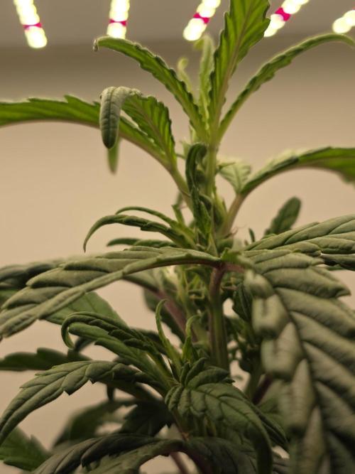 Hey Abby - SeedSupreme. Week 8