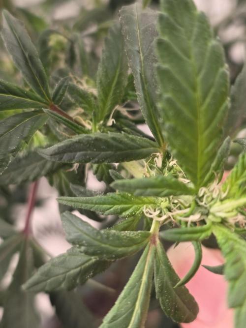 Hey Abby - SeedSupreme. Week 8