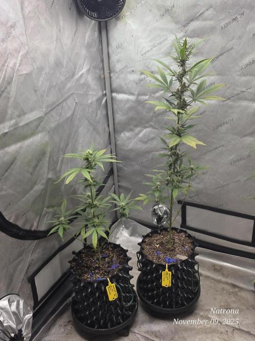 Apricot Auto-Fast Buds. Week 6