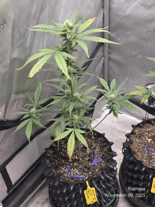 Apricot Auto-Fast Buds. Week 6