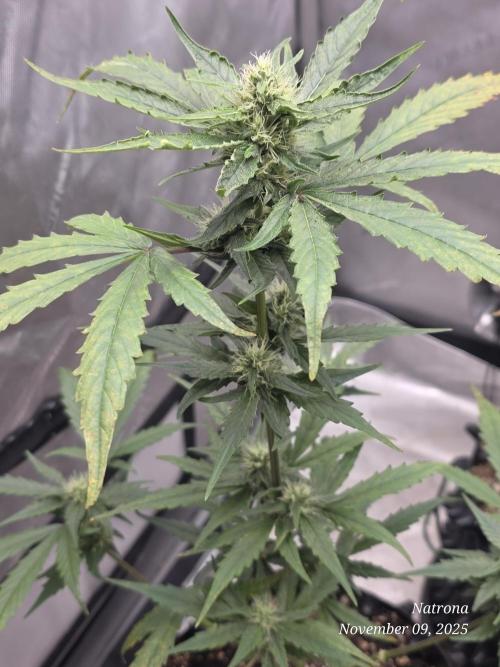 Apricot Auto-Fast Buds. Week 6