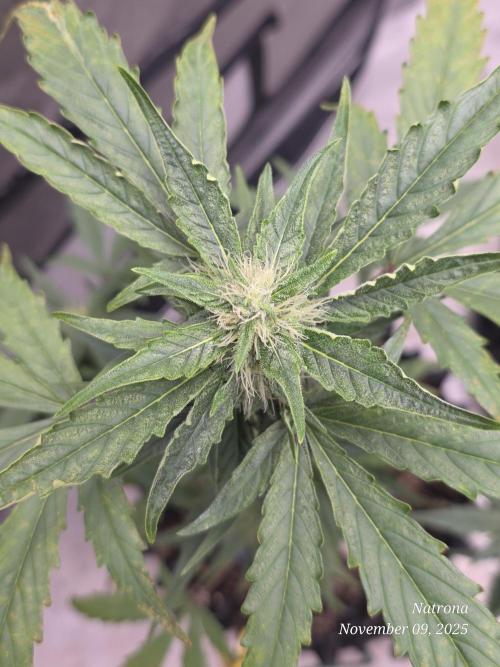 Apricot Auto-Fast Buds. Week 6