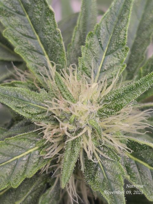 Apricot Auto-Fast Buds. Week 6