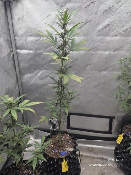 Apricot Auto-Fast Buds. Week 6