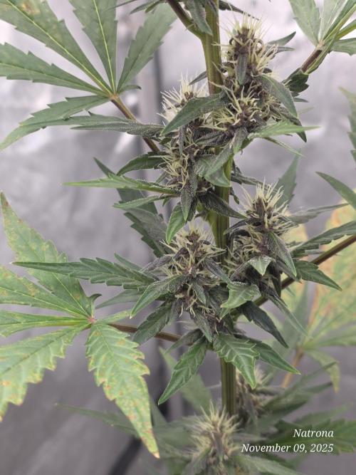 Apricot Auto-Fast Buds. Week 6