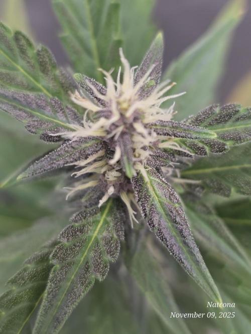 Apricot Auto-Fast Buds. Week 6