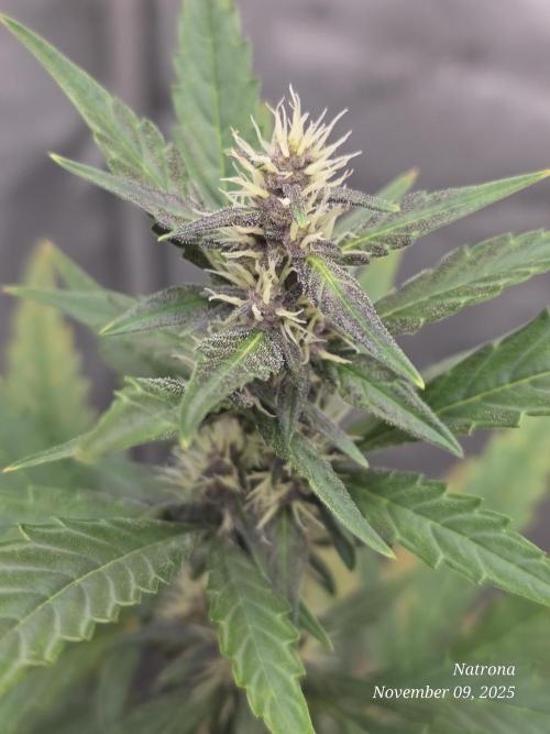 Apricot Auto-Fast Buds. Week 6