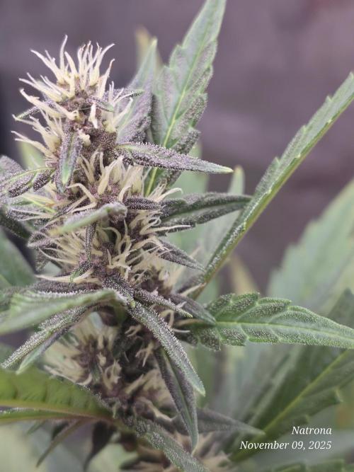 Apricot Auto-Fast Buds. Week 6