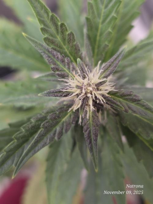 Apricot Auto-Fast Buds. Week 6