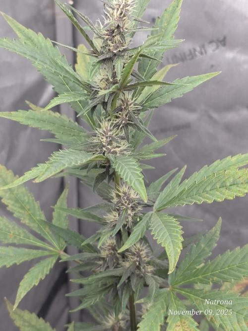 Apricot Auto-Fast Buds. Week 6