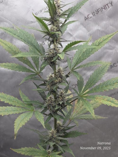 Apricot Auto-Fast Buds. Week 6