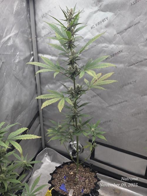 Apricot Auto-Fast Buds. Week 6