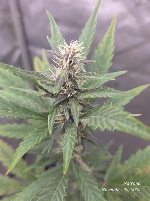 Apricot Auto-Fast Buds. Week 6