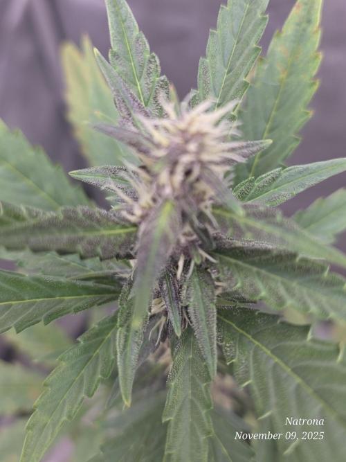 Apricot Auto-Fast Buds. Week 6