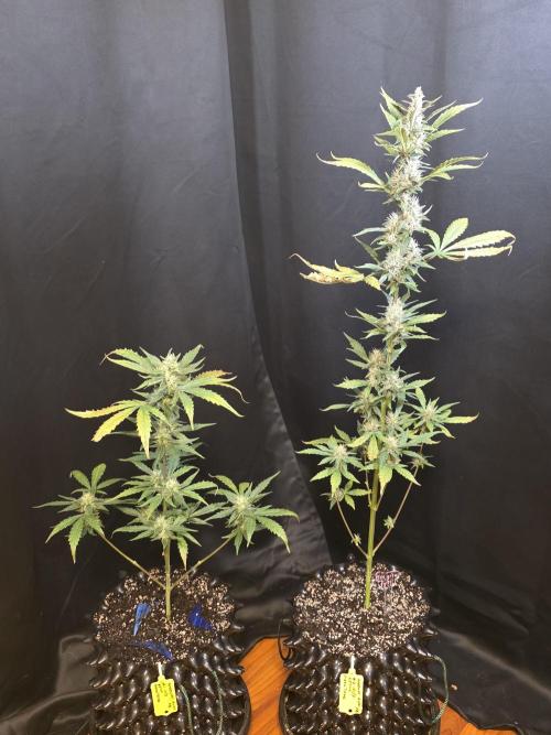 Apricot Auto-Fast Buds. Week 6