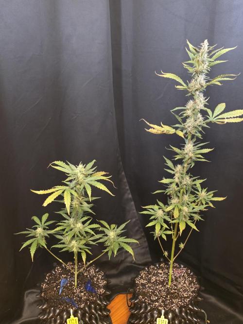 Apricot Auto-Fast Buds. Week 6