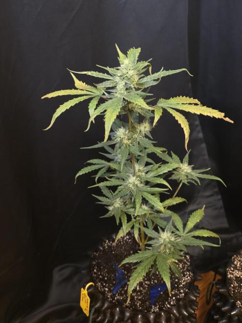 Apricot Auto-Fast Buds. Week 6