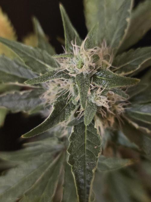 Apricot Auto-Fast Buds. Week 6